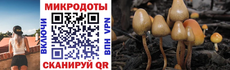 где купить   Кировград  Псилоцибиновые грибы Psilocybine cubensis 